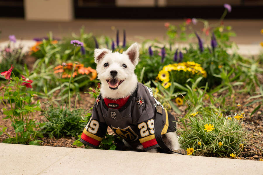 Volunteer Opportunities in Las Vegas Charities, Organizations & More