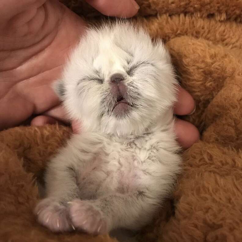 Grandpa the kitten with a cleft palate