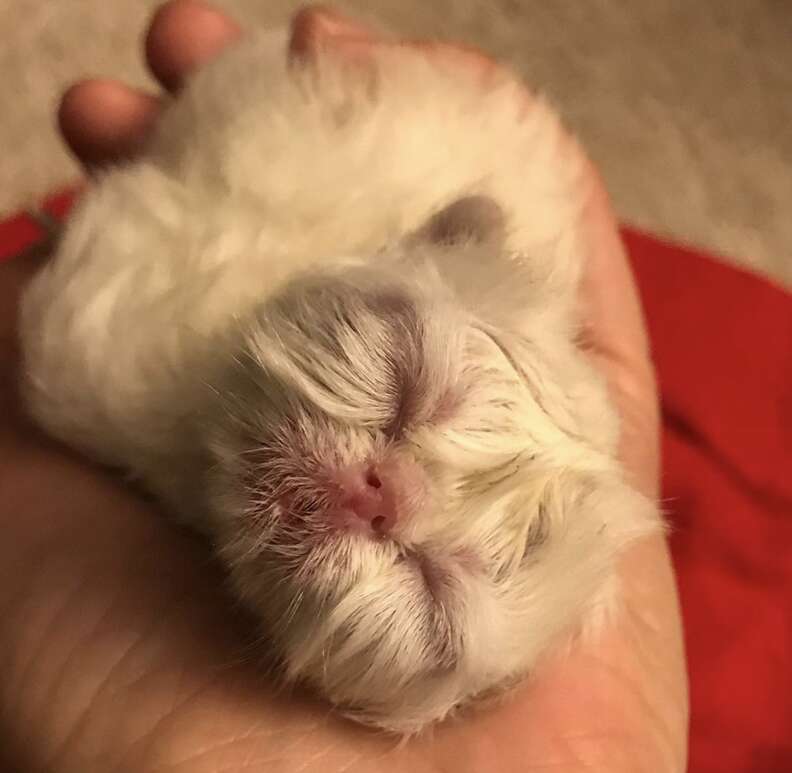 Kitten looks like a grandpa