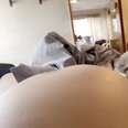 dog loves mom's pregnant belly