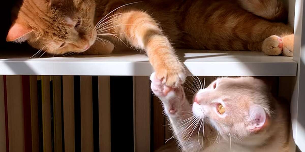 Cat Hates His New Kitten Brother Until... ️ Videos The Dodo