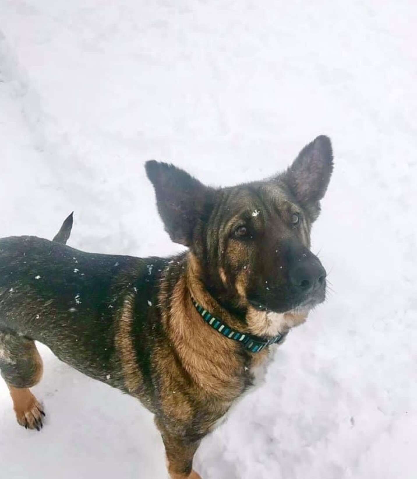 Dog Who Looked Like He'd Turned To Stone Is Gorgeous Now - The Dodo