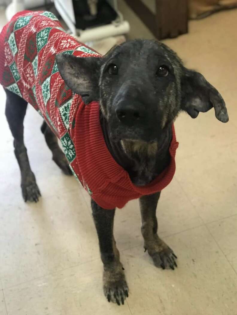 Dog with mange grows back hair