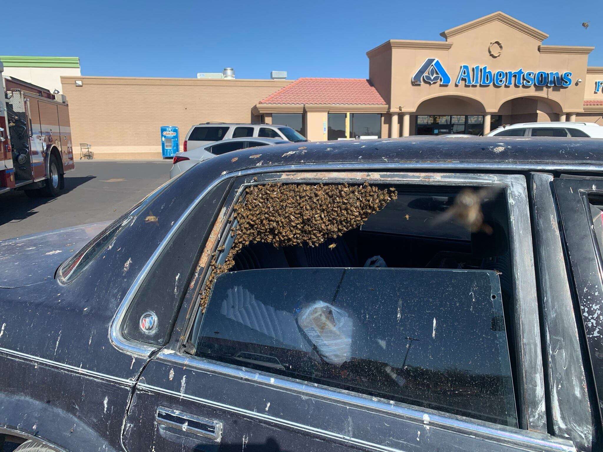 Swarm of 15,000 bees take over car