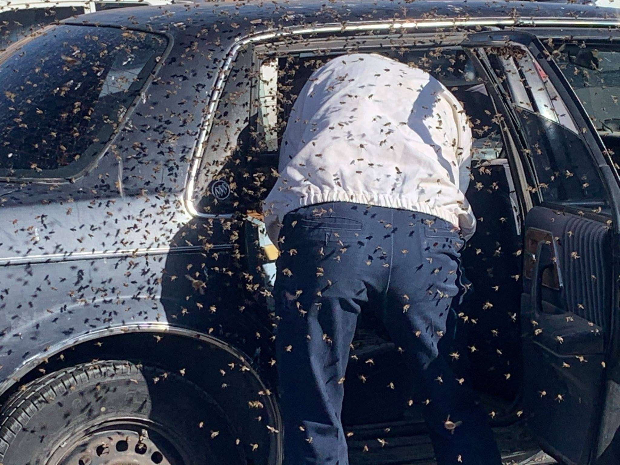 Man finds swarm of bees in his car
