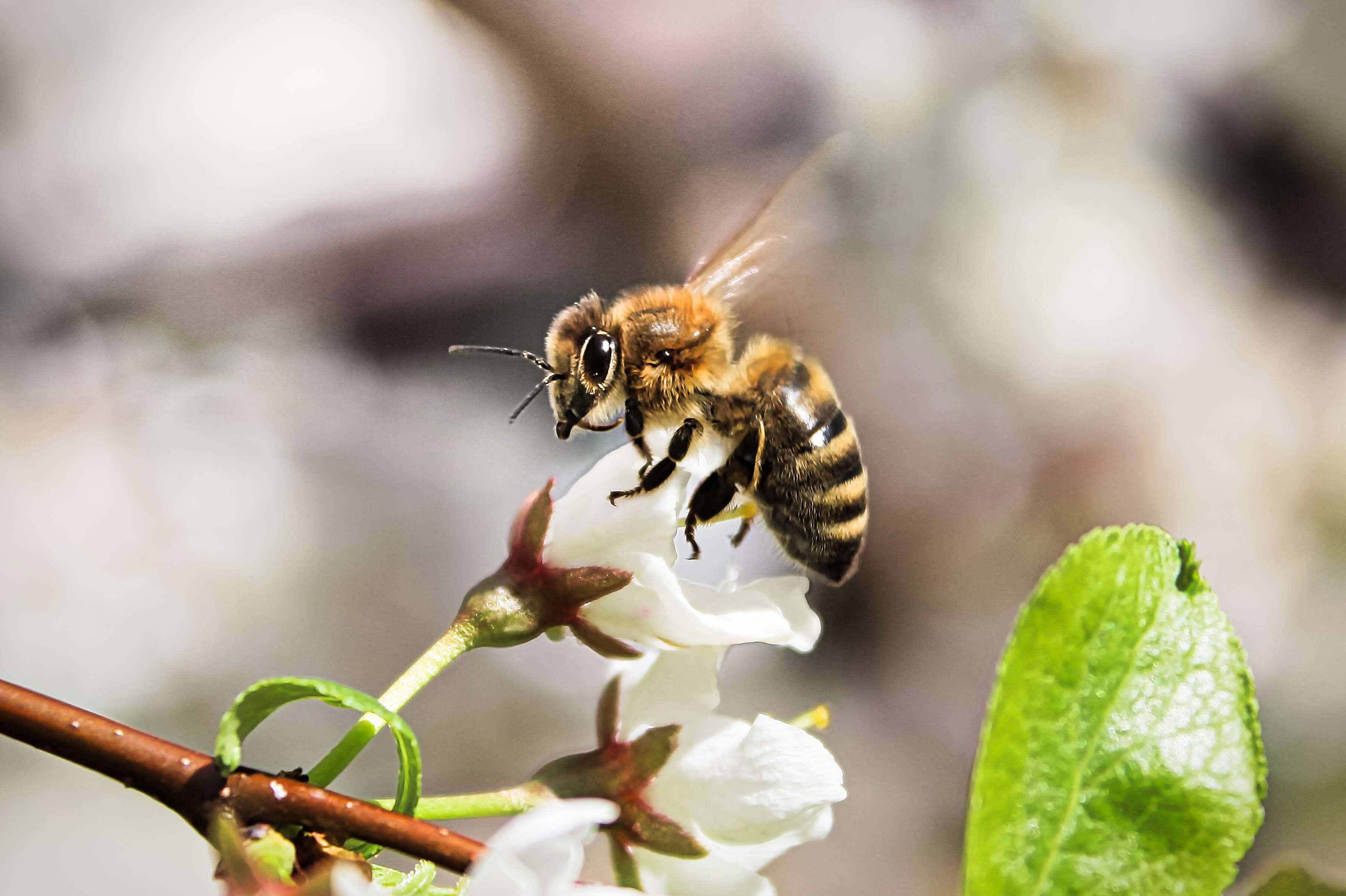 A honeybee pollenating a flower
