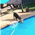 Security Camera Captures Dog Saving Her Little Brother Who Fell Into Pool