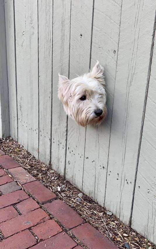 Dog sticks head out of hole in fence