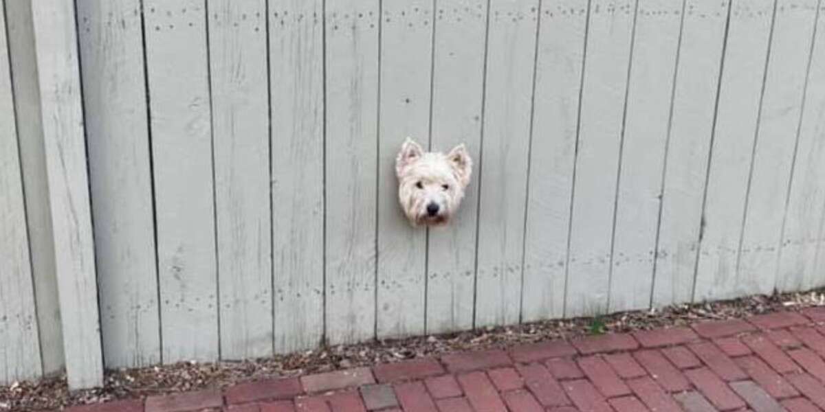 Woman Is Startled When She Passes A Floating Dog Head On The Street - Vimarsana News