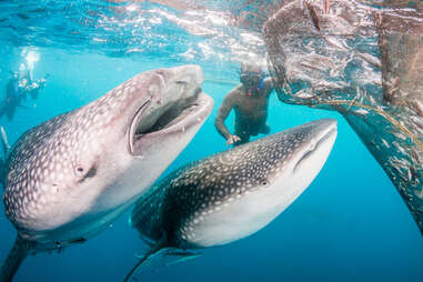  Whale sharks feeding off the fishing nets at Cenderawasih Bay