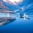For the Best Adrenaline Rush of Your Life, Swim with Whale Sharks