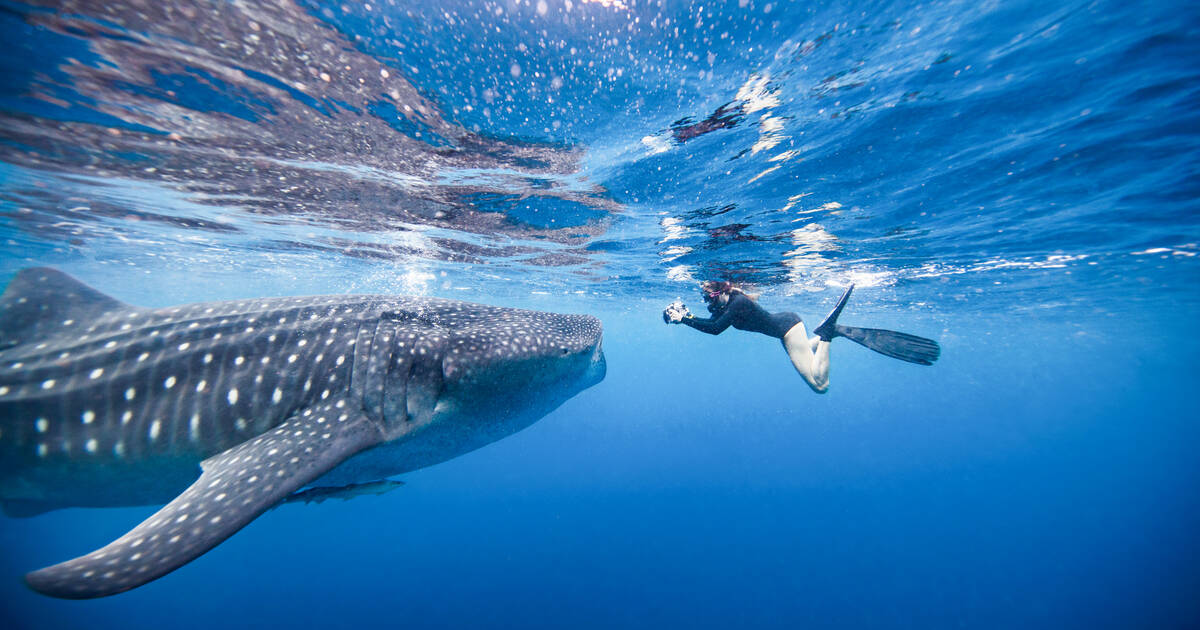 swimming with whale sharks