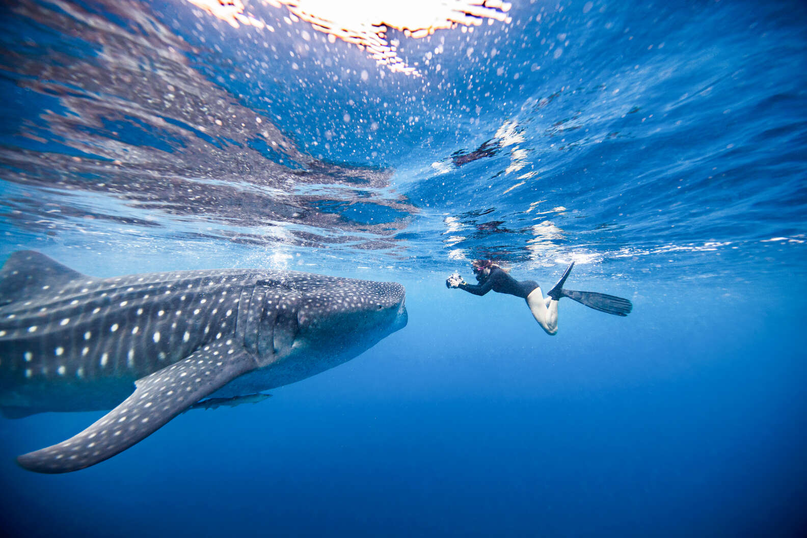 Whale sharks thriving in waters off Australia