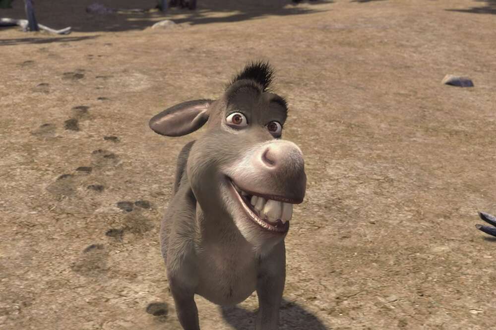 Why does Shrek's Donkey praise a rock at the beginning of Movie Shrek 1?  CURIOSITY you don't know! 