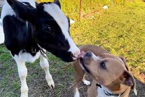 Pittie Loves To Wrestle With His Favorite Baby Cow