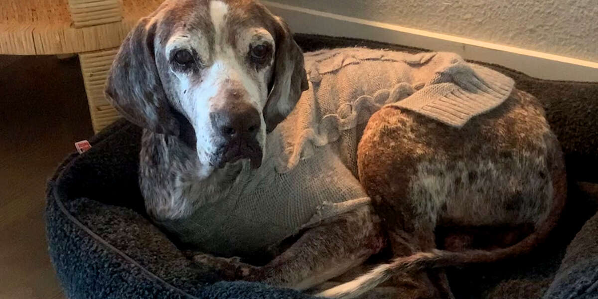 Trembling 12YearOld Rescue Dog Slowly A Puppy Again Videos