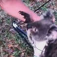 Adorable Baby Koala Gets Himself In A Pickle