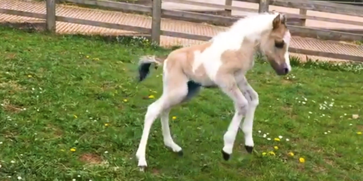 Security Camera Catches First Moments Of Baby Horse's Life With His Mom ...
