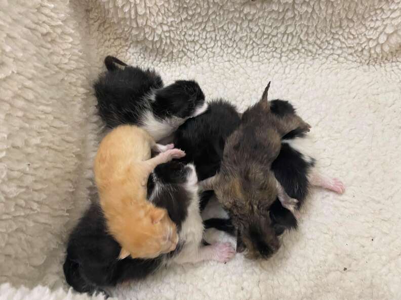 kittens in ceiling