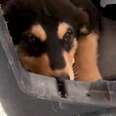 Trembling Foster Puppy Turns Into The Happiest Dog