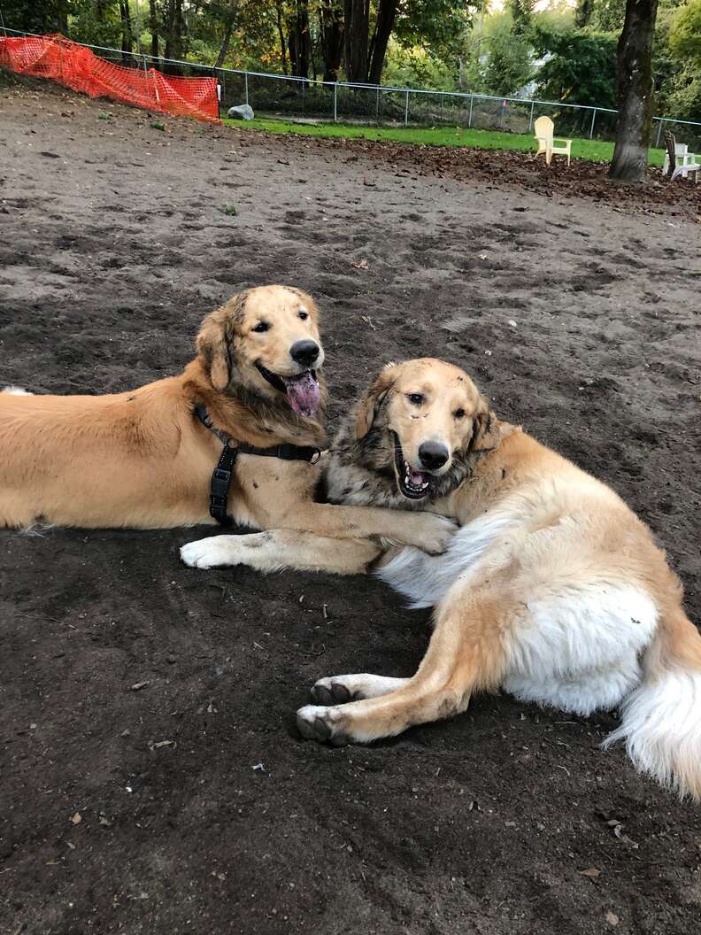 Dog reunites with brother at the park