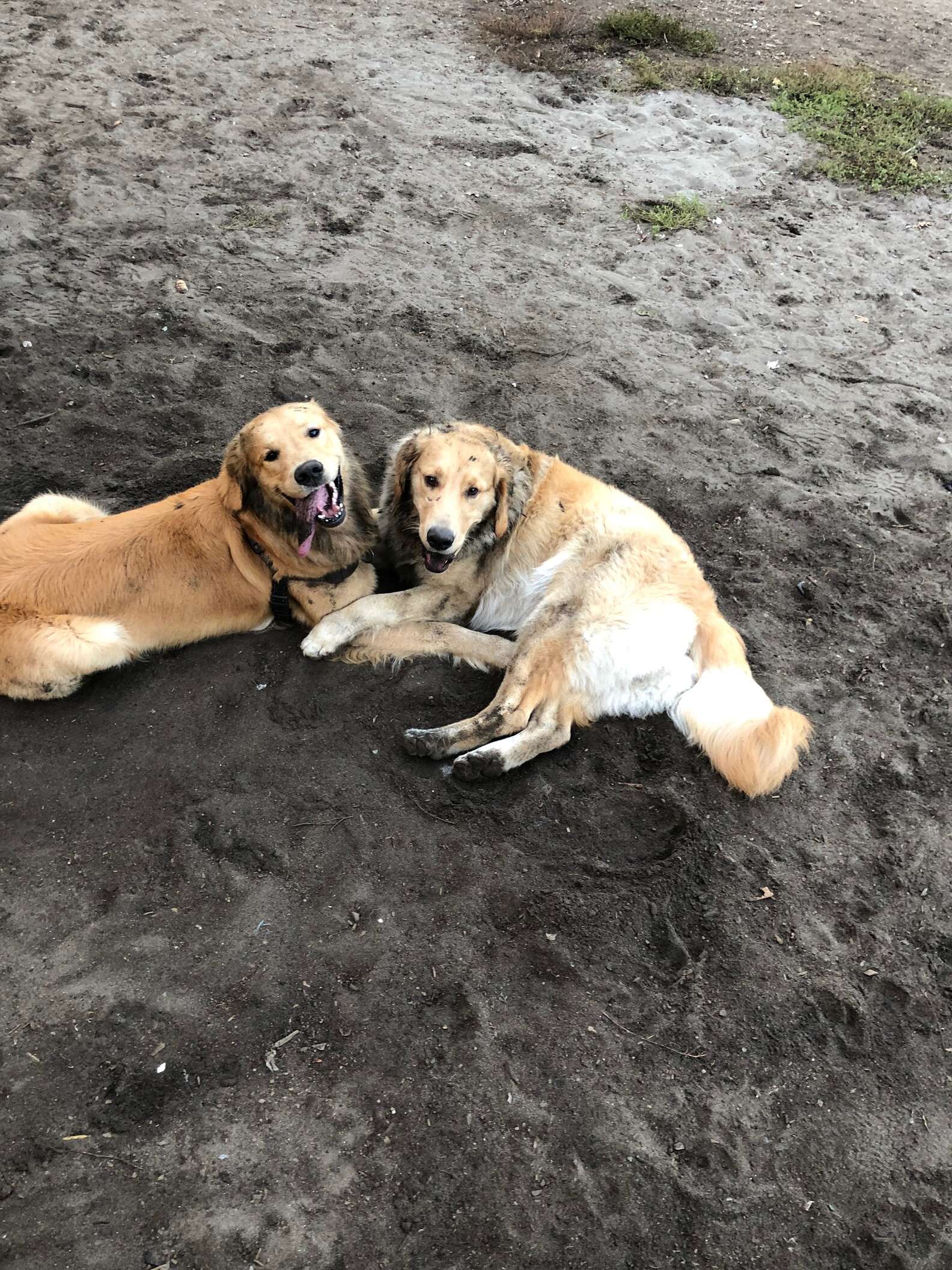 Dog Sees Another Dog At The Park And Immediately Recognizes Him - The Dodo