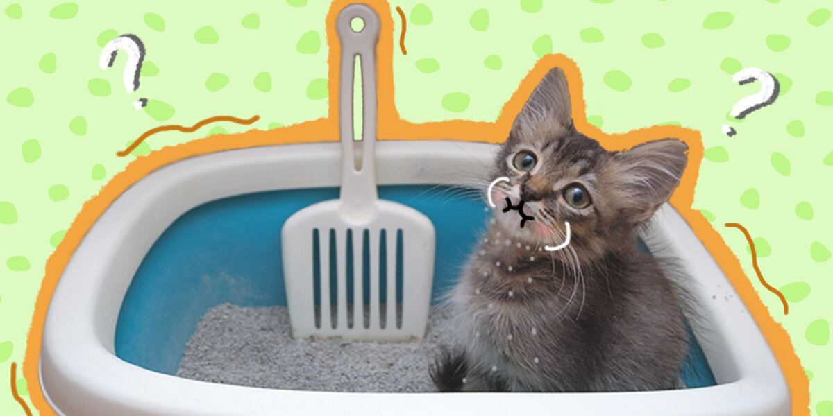 Why Your Kitten Is Eating Litter And How To Stop It DodoWell The Dodo