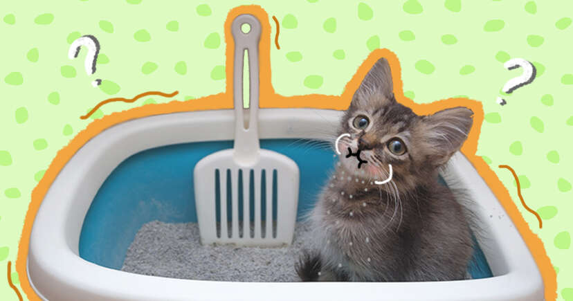 Baby ate top cat litter