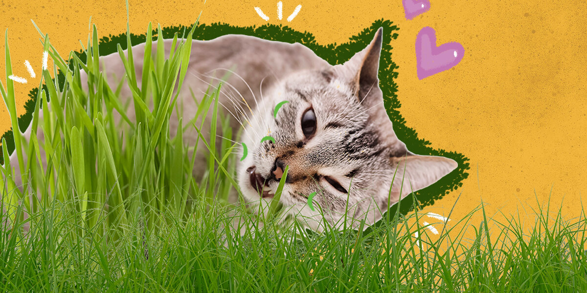 Why Do Cats Eat Grass Then Throw Up at Anna Beyers blog