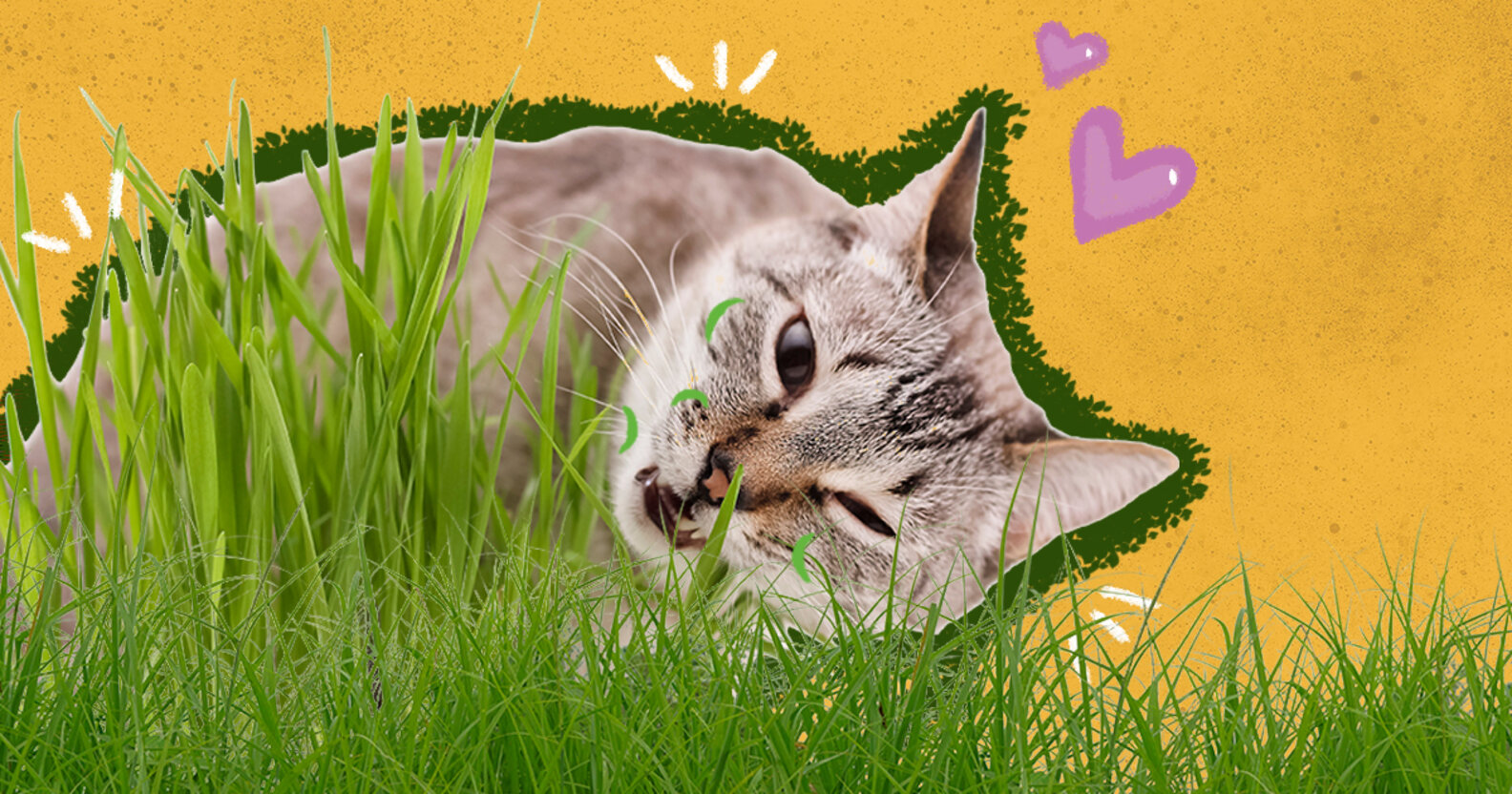 Why Do Cats Eat Grass? A Vet Explains This Strange Behavior DodoWell