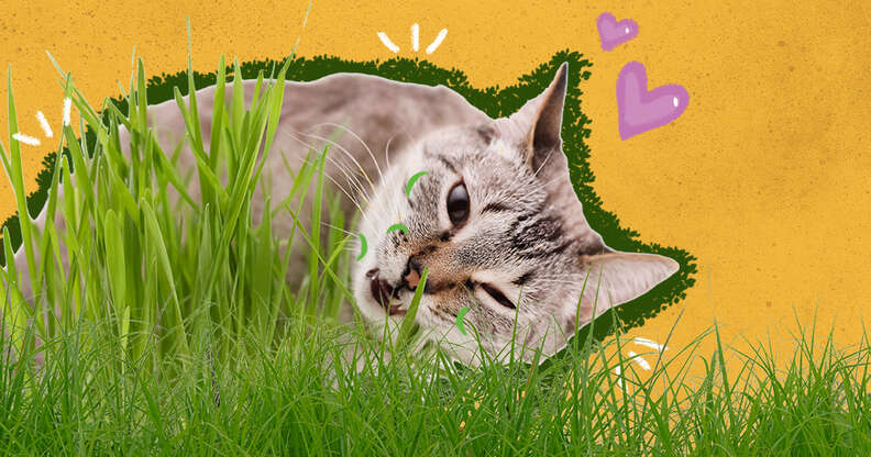 why do cats eat grass