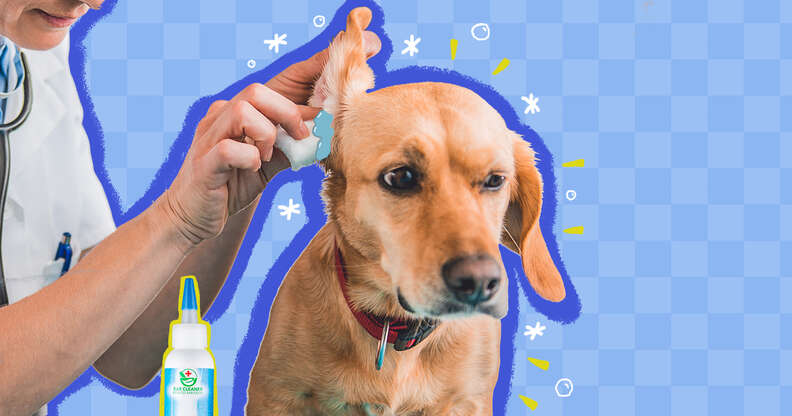 how to clean dog ears