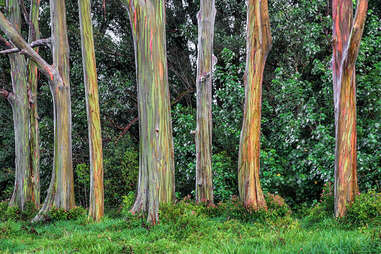 rainbow gum trees