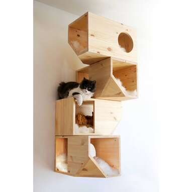 Cat shelves