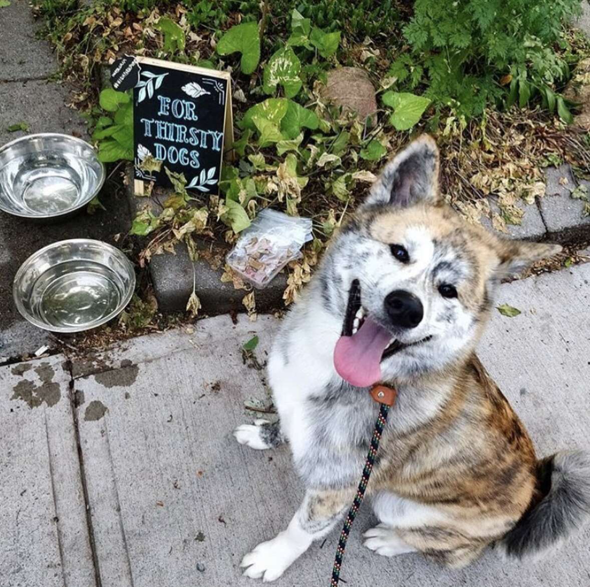 Woman sets up a dog cafe in her front yard