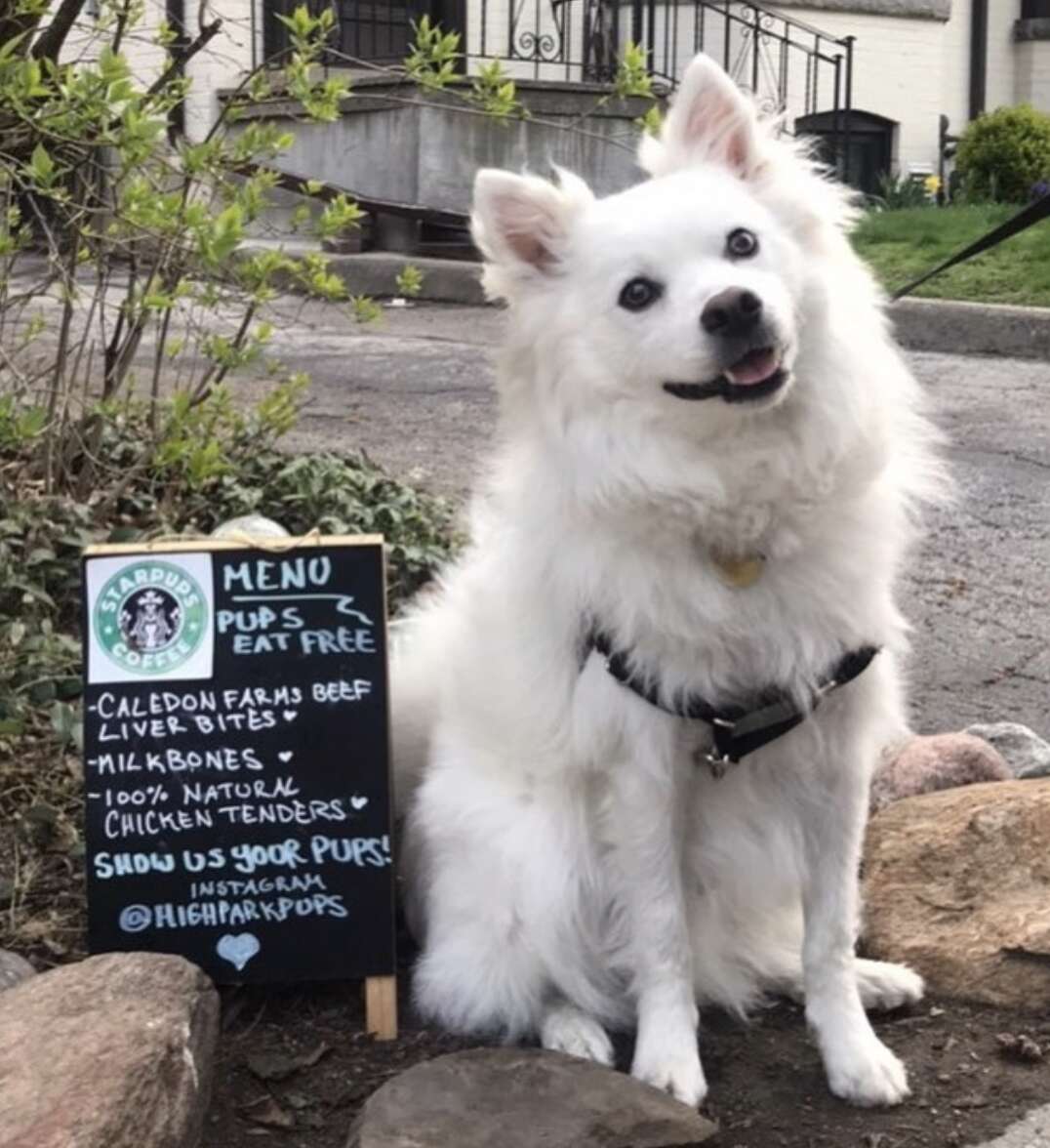 Dogs visit a dog cafe
