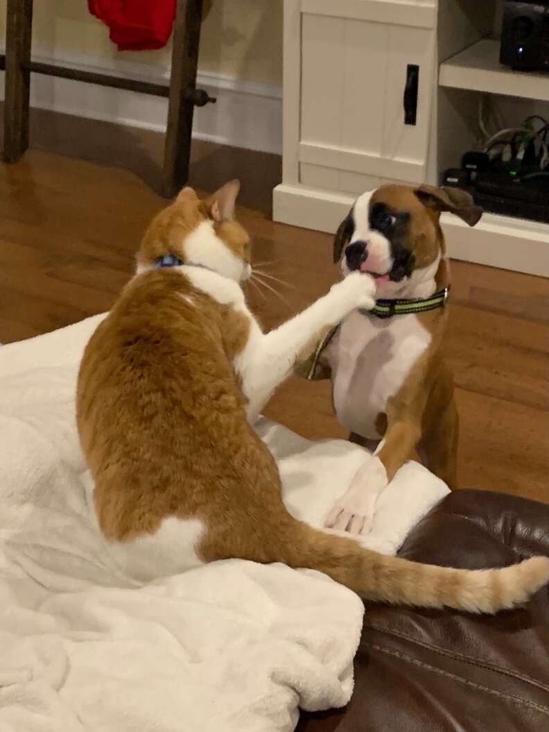 Cat taunts his dog sister
