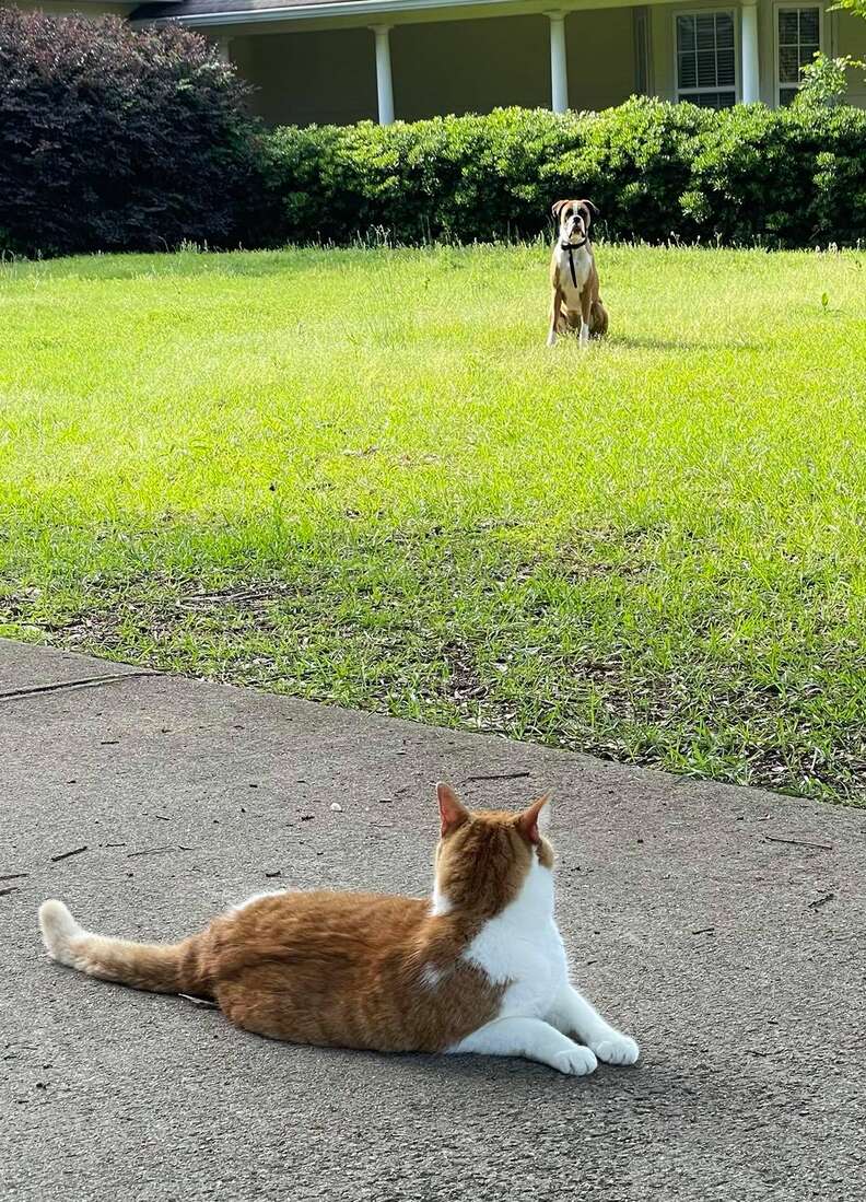 Cat and dog frenemies