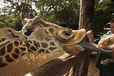 person feeding a giraffe
