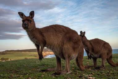 two kangaroos on a hill