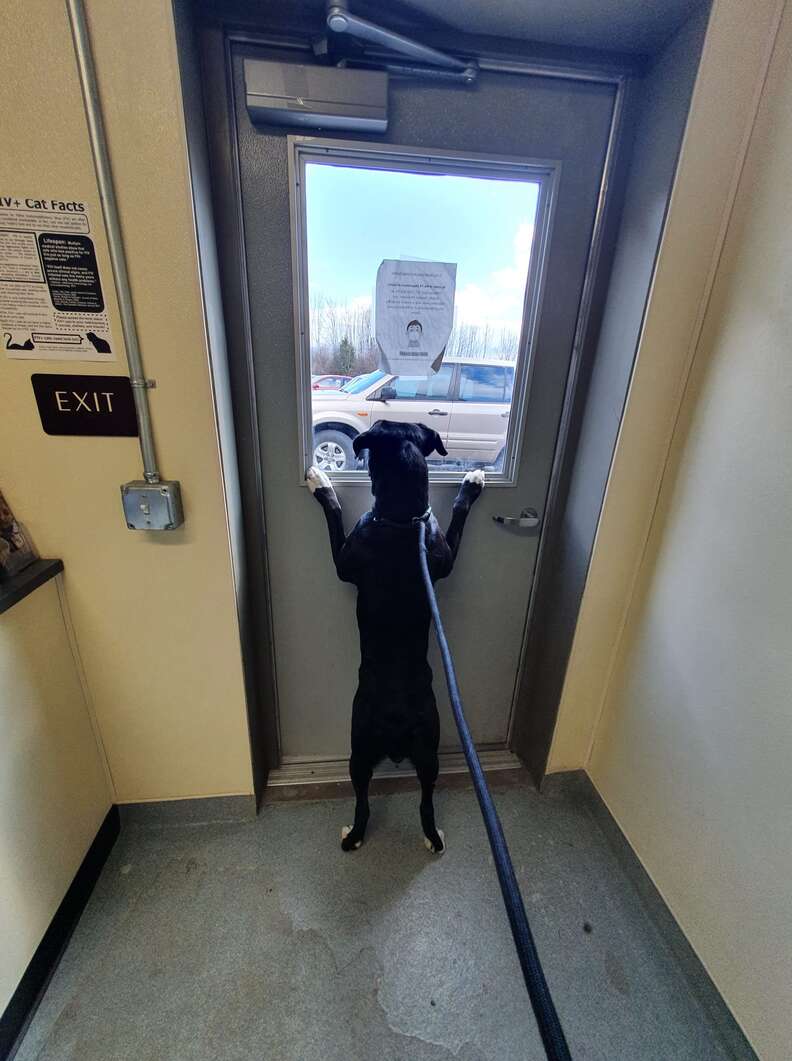 Shelter dog waits for family to return