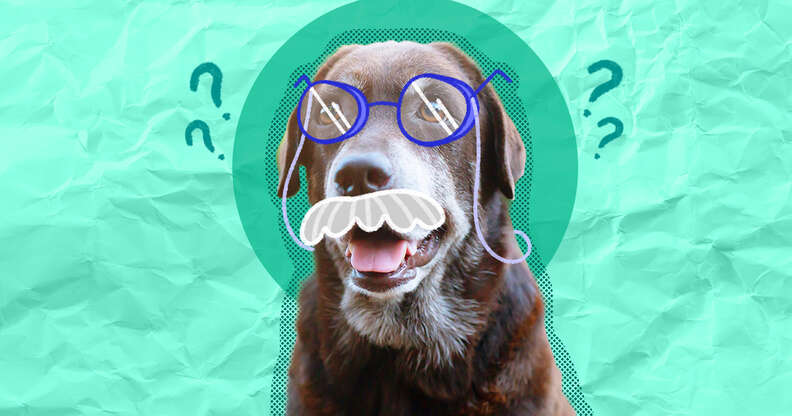 how old is my dog