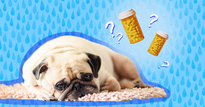 are antidepressants safe for dogs