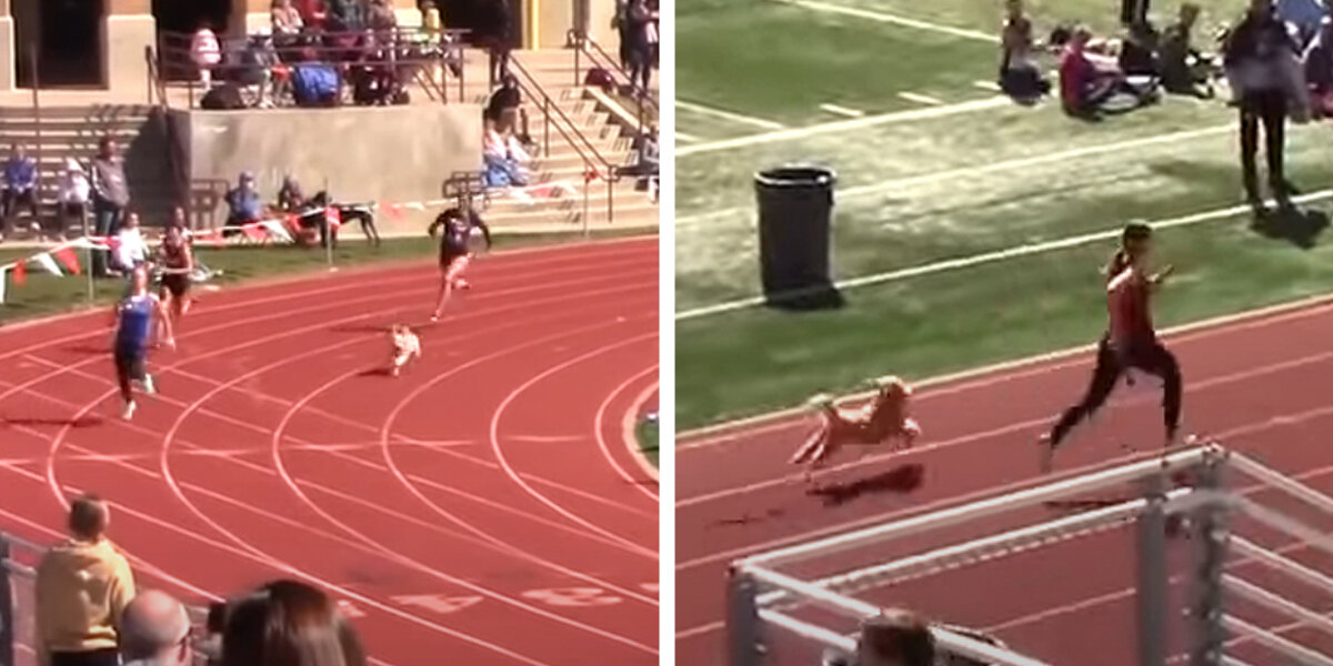 Random Dog Enters Racing Tournament — And Goes On To Win First Place ...