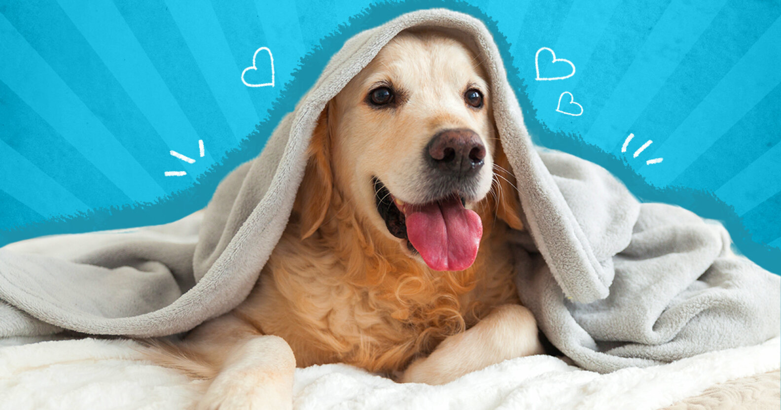 These Are The Calmest Dog Breeds - DodoWell - The Dodo