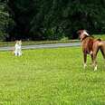 Cat Won't Stop Taunting Dog After Discovering How Invisible Fence Works