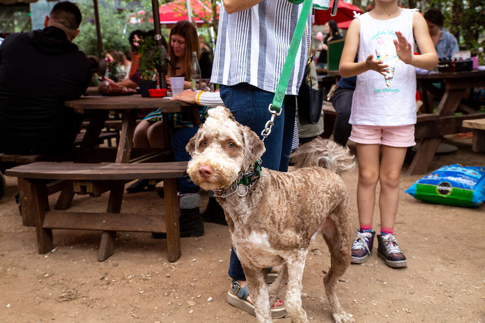 Things To Do With Your Dog In Austin