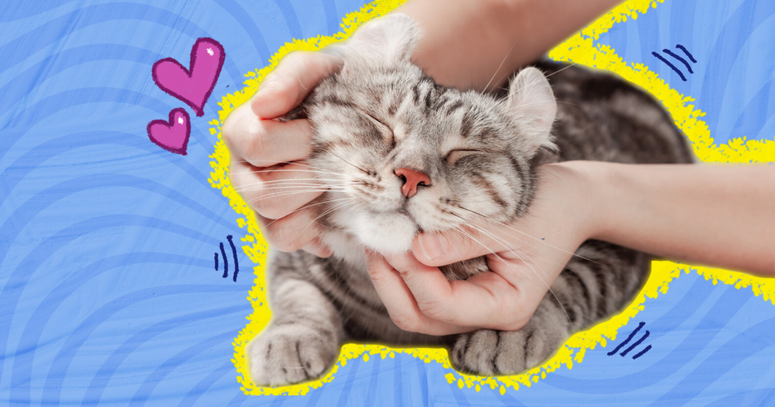 Where Do Cats Like To Be Pet? DodoWell The Dodo