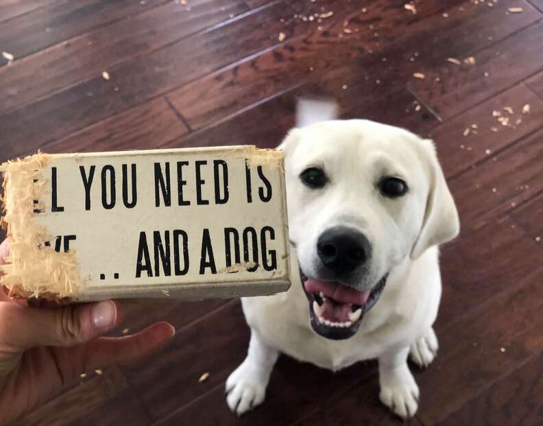 dog and funny sign