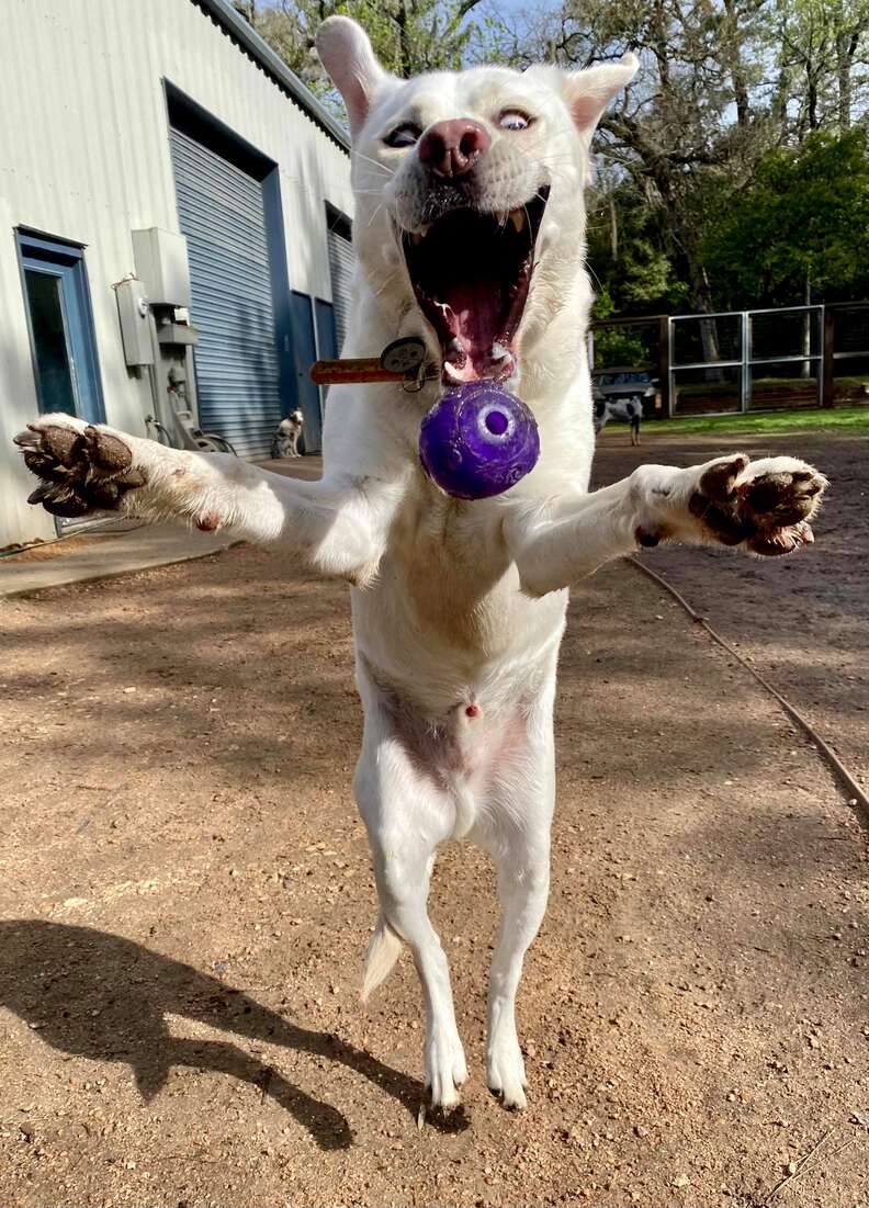 dog plays fetch